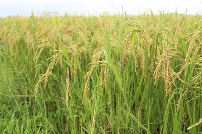 Giá lúa gạo hôm nay 29/5: Xuất khẩu gạo ghi nhận điểm sáng, giá và lượng đều tăng cao