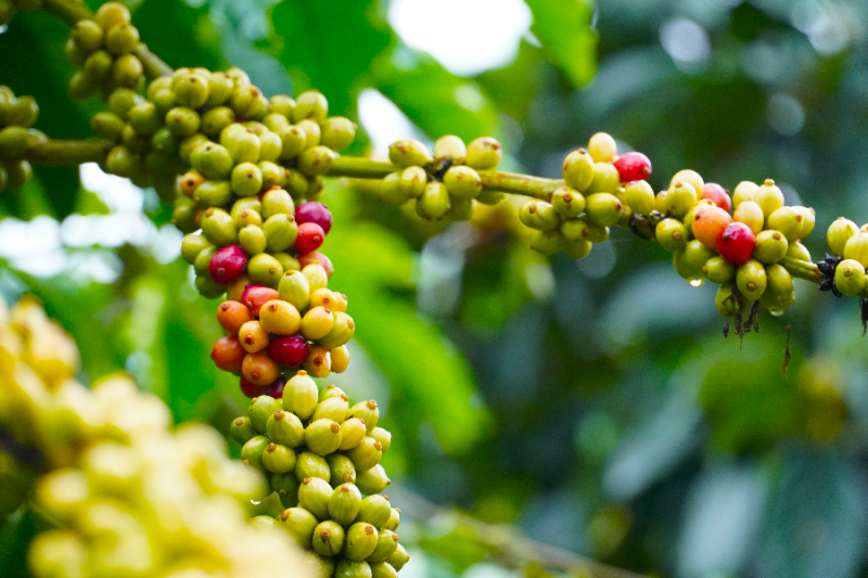 Lo ngại nguồn cung sụt giảm vẫn sẽ là yếu tố hỗ trợ cho giá cà phê Việt Nam trong giai đoạn tới.