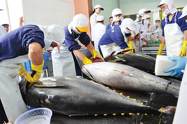 7 tháng đầu năm, xuất khẩu cá Ngừ sang Mỹ giảm gần 50%