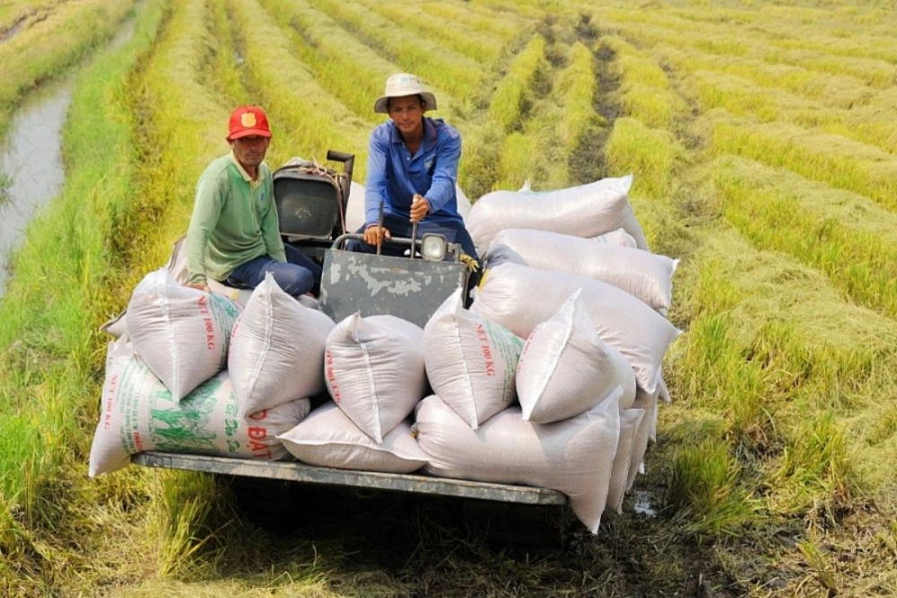 Giá gạo vẫn ở mức cao, thị trường cuối năm sẽ ngày càng khởi sắc?