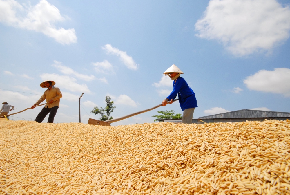 Ngành lúa gạo Việt Nam cần có chiến lược khi giá “tăng nóng”