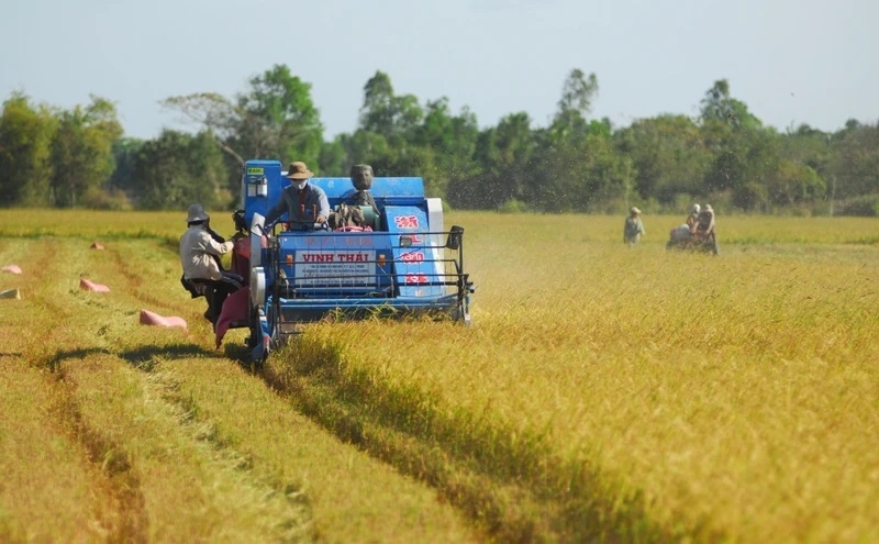 Ngành lúa gạo Việt Nam cần có chiến lược khi giá “tăng nóng”