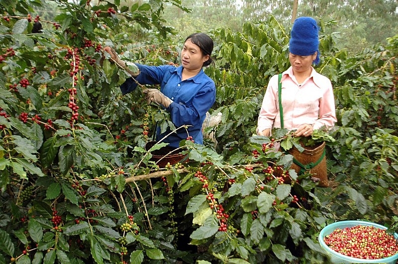 Cơ hội cho cà phê Việt Nam tại thị trường Ấn Độ?