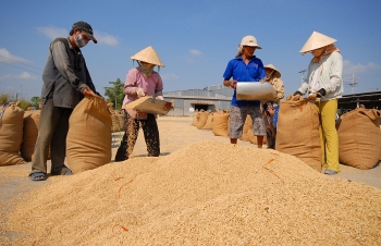 8 tháng đầu năm, một quốc gia châu Phi nhập khẩu gạo Việt Nam tăng 3.000% so với cùng kỳ năm trước