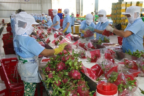 Nhiều khó khăn “bủa vây” nông sản xuất khẩu Việt Nam