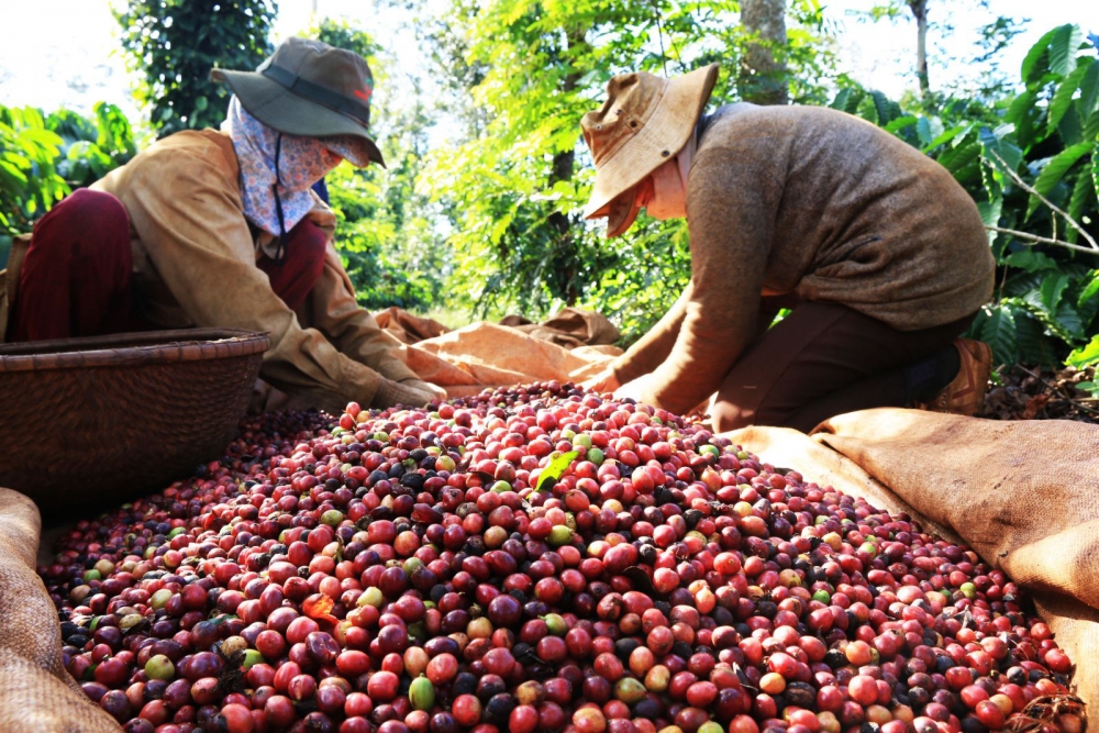 Giá cà phê quay đầu giảm khi vào vụ thu hoạch