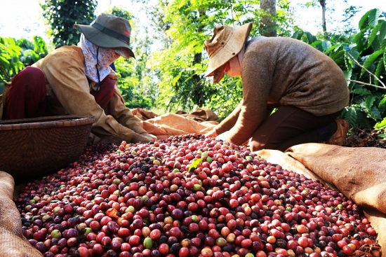 Giá cà phê quay đầu giảm khi vào vụ thu hoạch