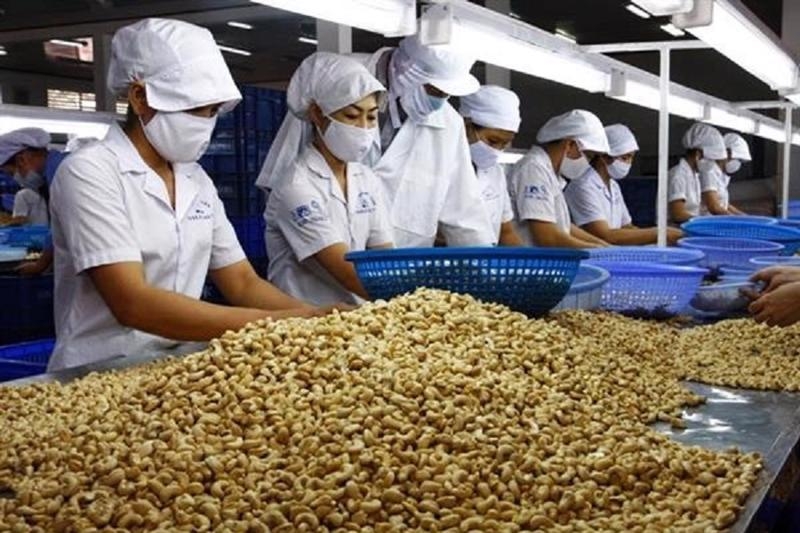 11 tháng năm 2023, Việt Nam thu về 3,31 tỷ USD từ xuất khẩu hạt điều