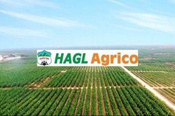 HAGL Agrico (HNG) báo lỗ 13 quý liên tiếp, nắm giữ vỏn vẹn hơn 6 tỷ đồng tiền mặt