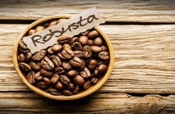 Giá cà phê robusta cao kỷ lục 45 năm, doanh nghiệp từng có cổ phiếu tăng hơn 2.000% trong 1 tháng báo lãi quý I gấp 7 lần