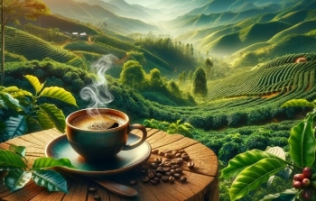 Cà phê đặc sản mới của Việt Nam: Hành trình từ vùng núi cao Tây Bắc đến sản phẩm 'cháy hàng' ở thị trường thế giới