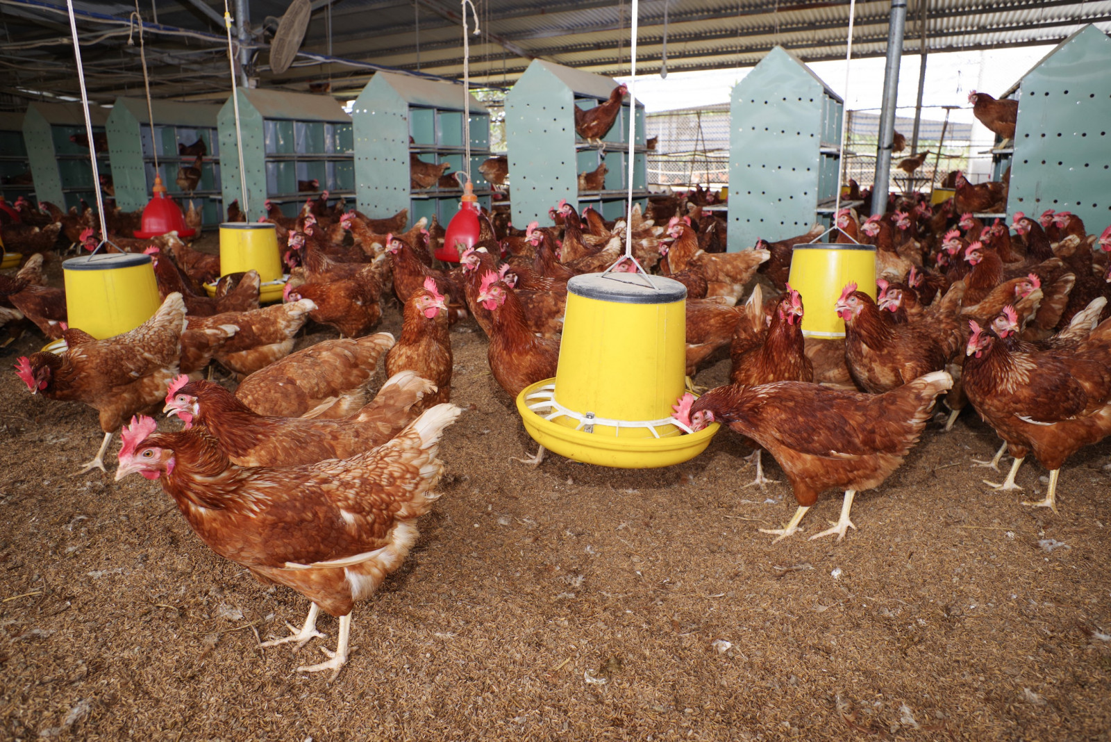 Độc đáo mô hình chăn nuôi gà "thả lồng tự do" tại V.Food