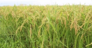 Giá lúa gạo hôm nay 29/5: Xuất khẩu gạo ghi nhận điểm sáng