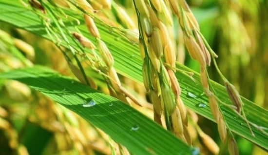 Giá lúa gạo hôm nay ngày 12/7/2023: Giá lúa tiếp đà tăng, giá gạo giảm